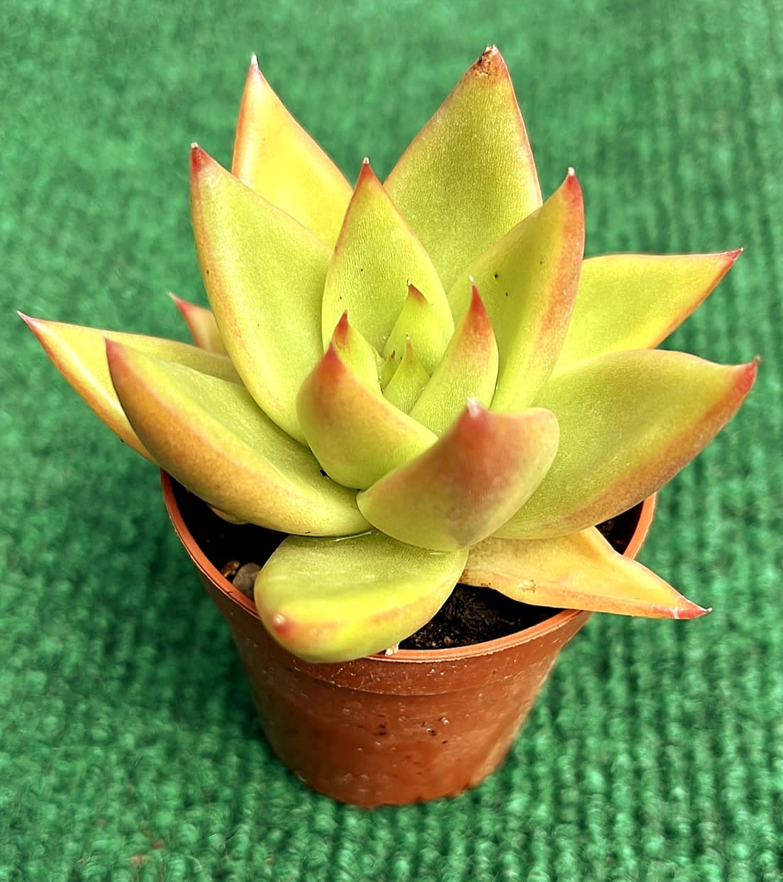 Agavoides vaso 5.5 cm Echveria Agavóides - vaso 5.5 cm - Image 1
