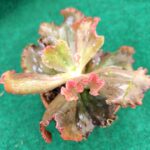 Echeveria Gibiflora de Coleção Crescent Moon vaso 13 cm