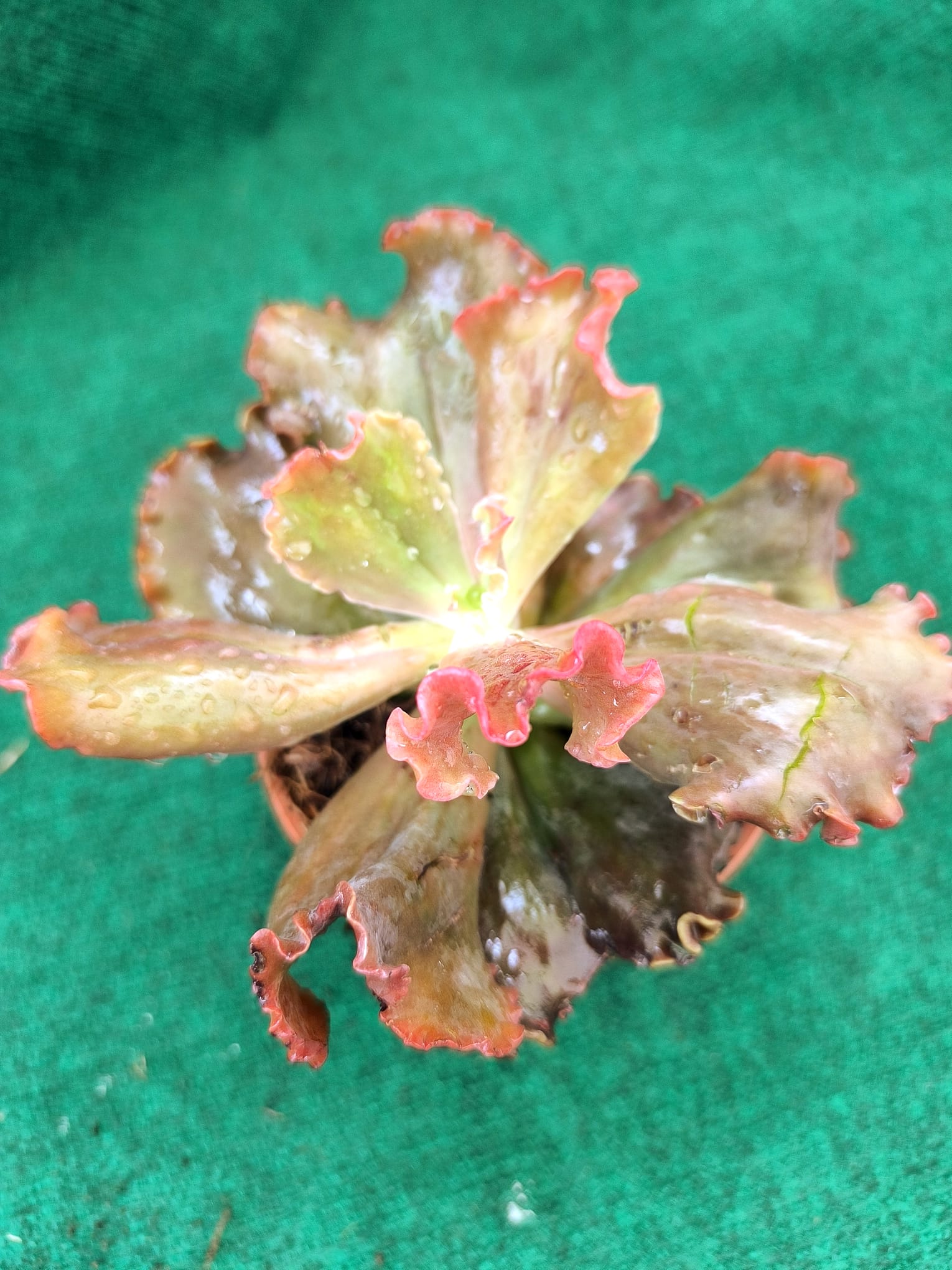 Crescente Moon Echeveria Gibiflora de Coleção Crescent Moon vaso 13 cm - Image 1