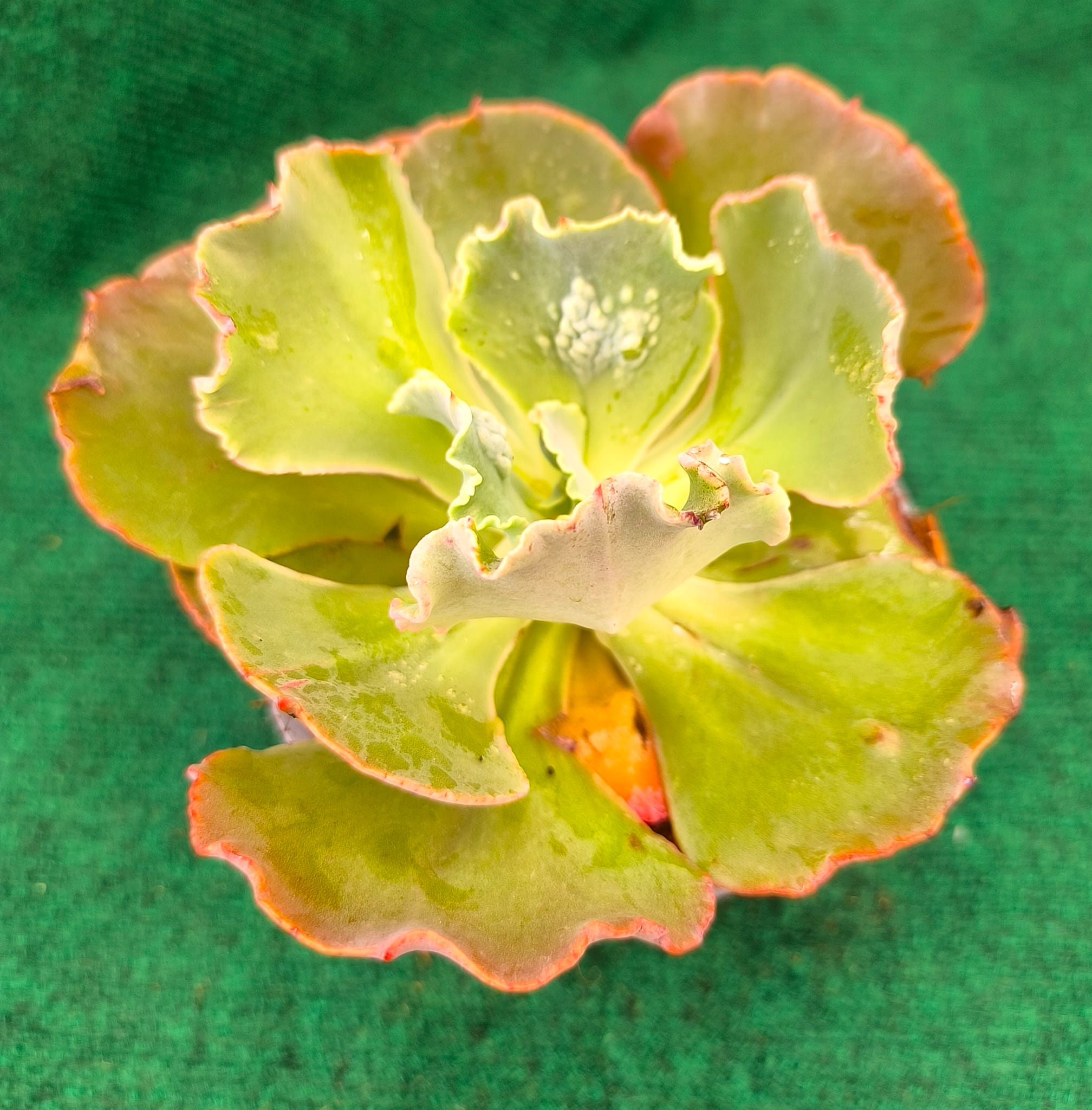 Diablo Echeveria 'Diablo' - vaso 13 cm - Image 1