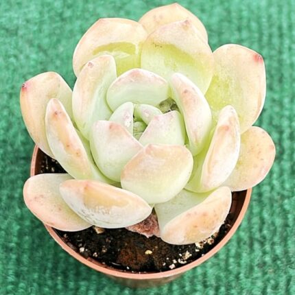 Echveria Ice Green - vaso 10.5 cm
