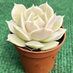 Echveria Lola - vaso 5.5 cm