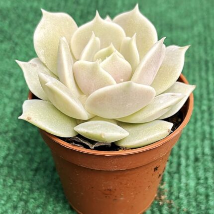 Echveria Lola - vaso 5.5 cm