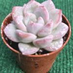 Echveria Werther