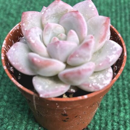 Echveria Werther