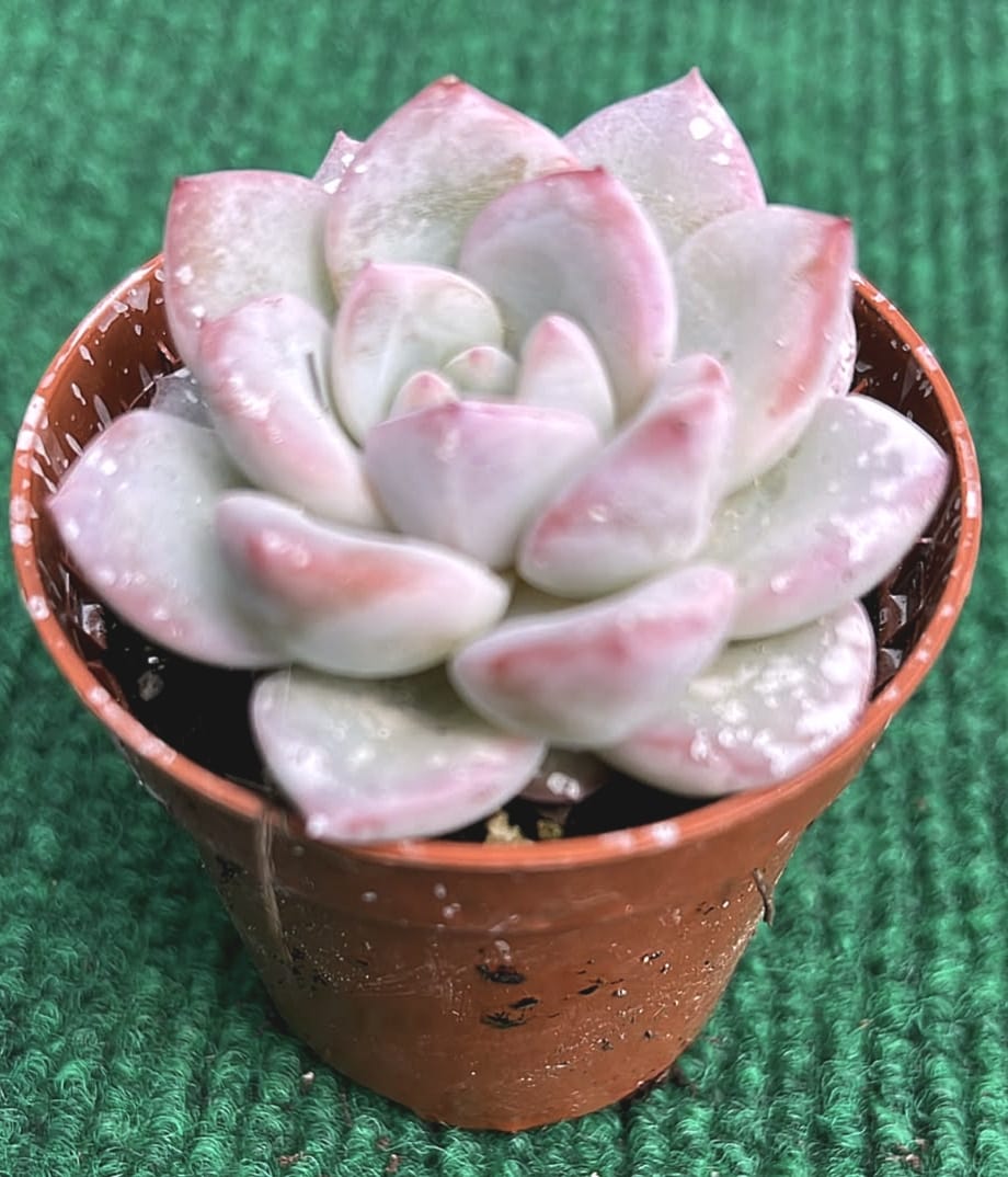 Echveria werther vaso 5.5 cm Echveria Werther - Image 1