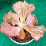 Echeveria gibbiflora 'Mauna Loa Monstruosa' - vaso 13 cm