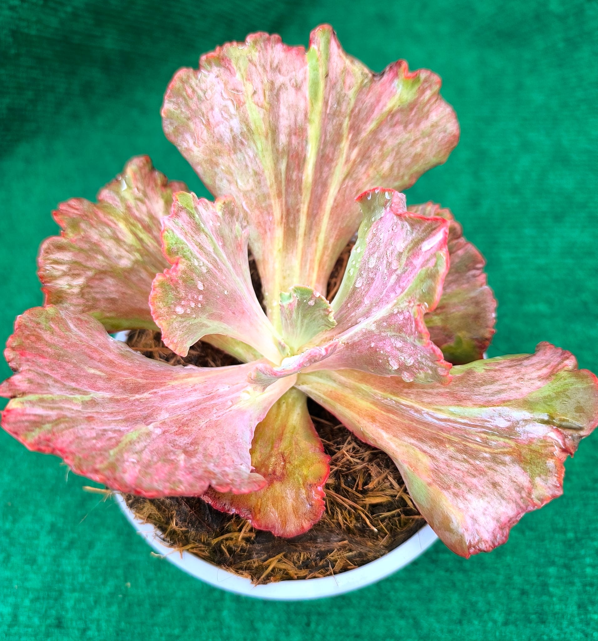 Mauna Loa Monstruosa Echeveria gibbiflora 'Mauna Loa Monstruosa' - vaso 13 cm - Image 1