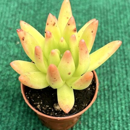 Sedum Adolphi - vaso 5.5 cm