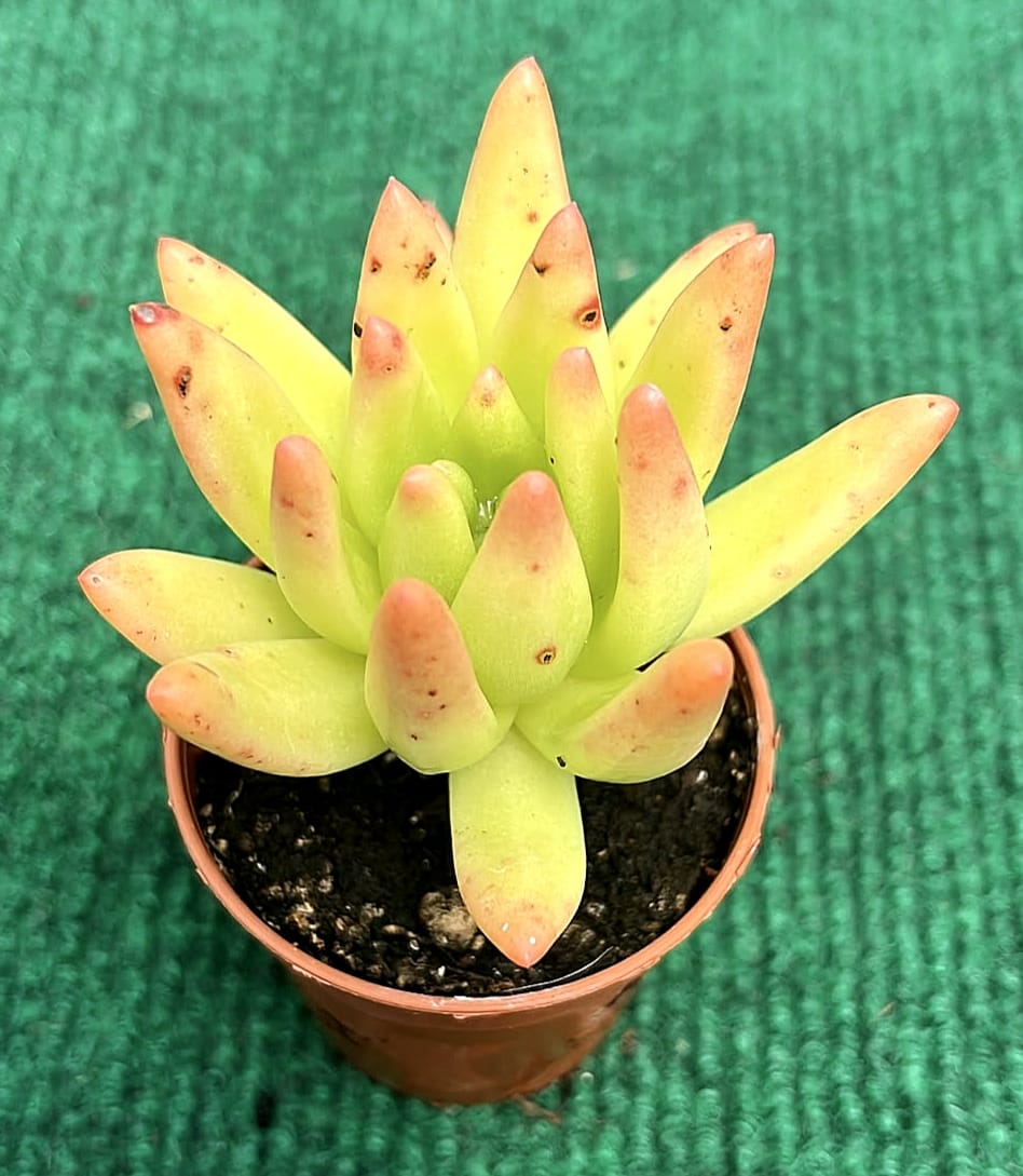 Sedum Adolphi vaso 5.5 cm Sedum Adolphi - vaso 5.5 cm - Image 1
