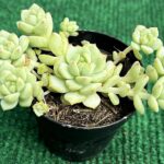 Sedum - vaso 5.5 cm
