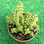 Stapelia - vaso 5.5 cm