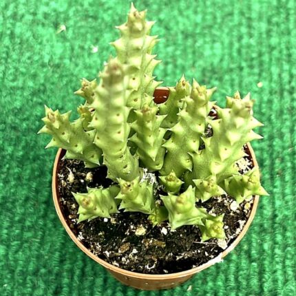 Stapelia - vaso 5.5 cm