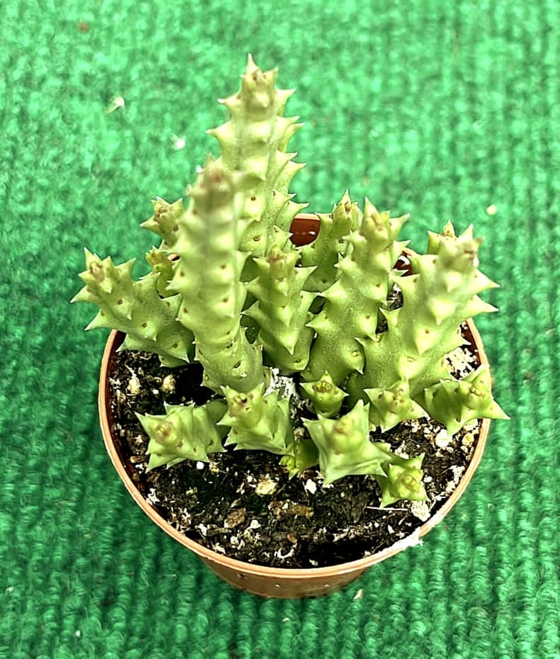 Stapelia vaso 5.5 cm Stapelia - vaso 5.5 cm - Image 1