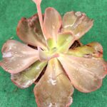 Echeveria gibbiflora 'Sun Moon Lake' - vaso 13 cm