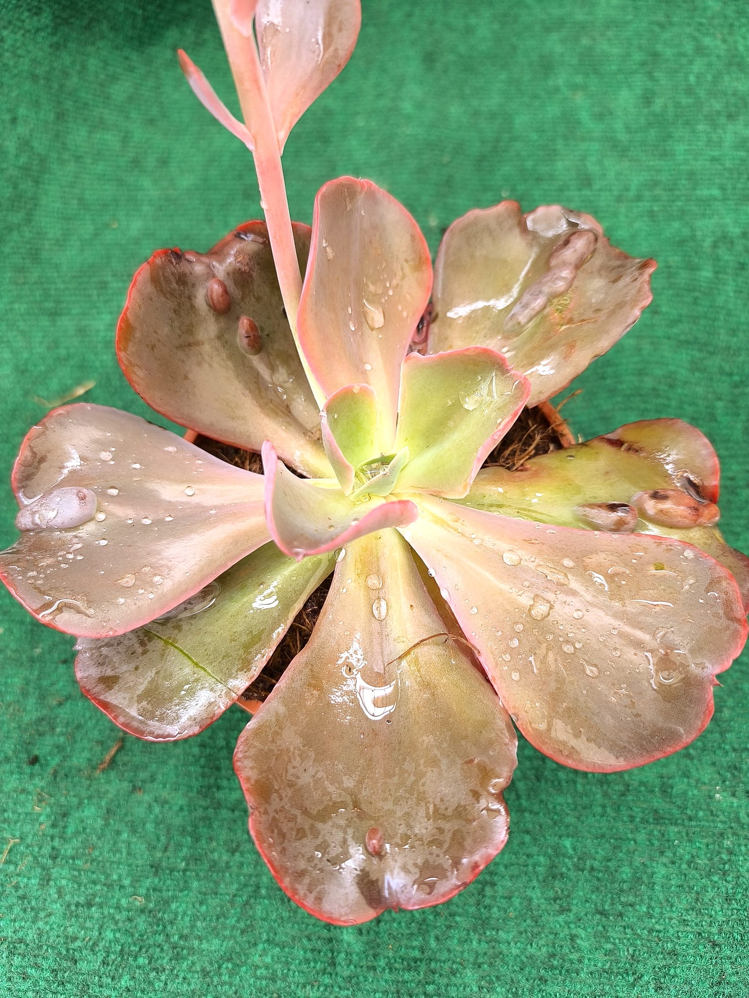 Sun Moon Lake Echeveria gibbiflora 'Sun Moon Lake' - vaso 13 cm - Image 1