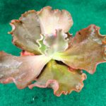 Echeveria gibbiflora 'Thanos' - vaso 13 cm