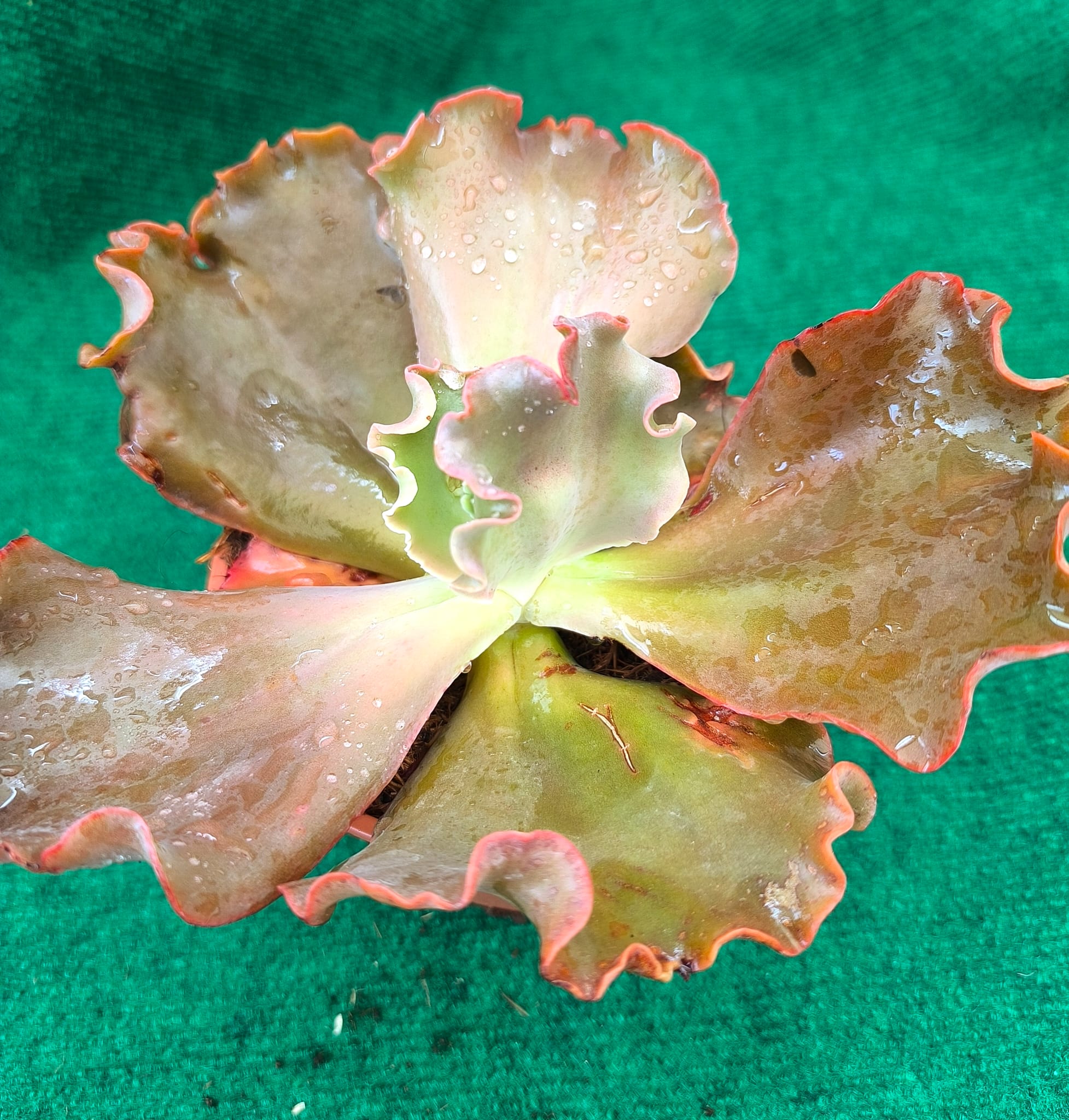 Thanos Echeveria gibbiflora 'Thanos' - vaso 13 cm - Image 1