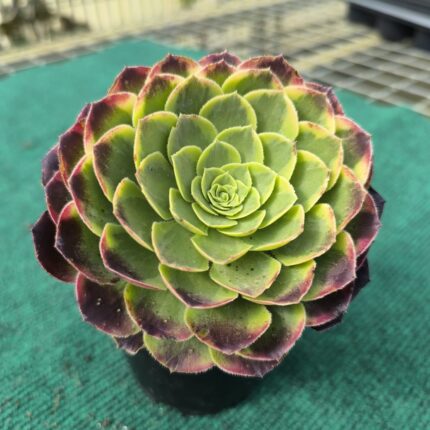 Aeonium Sunrise - vaso 10.5 cm