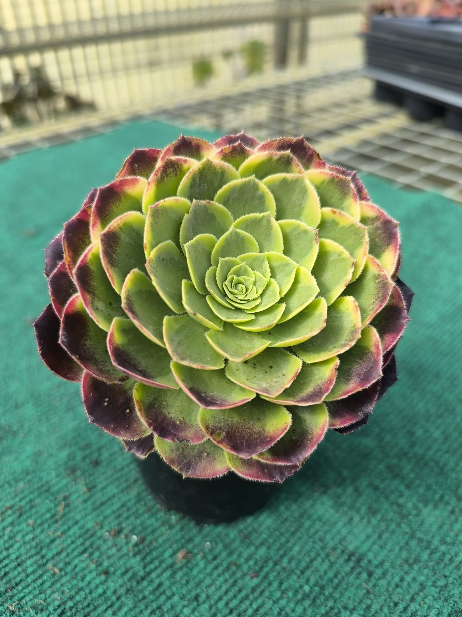 WhatsApp Image 2026-07-13 at 08.02.32 Aeonium Sunrise - vaso 10.5 cm - Image 1
