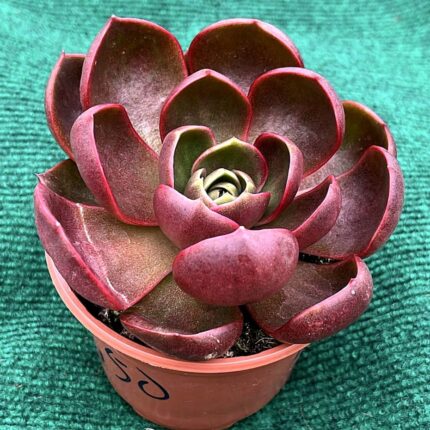 Echveria Hong Deang - vaso 10,5 cm (Planta Coleção)