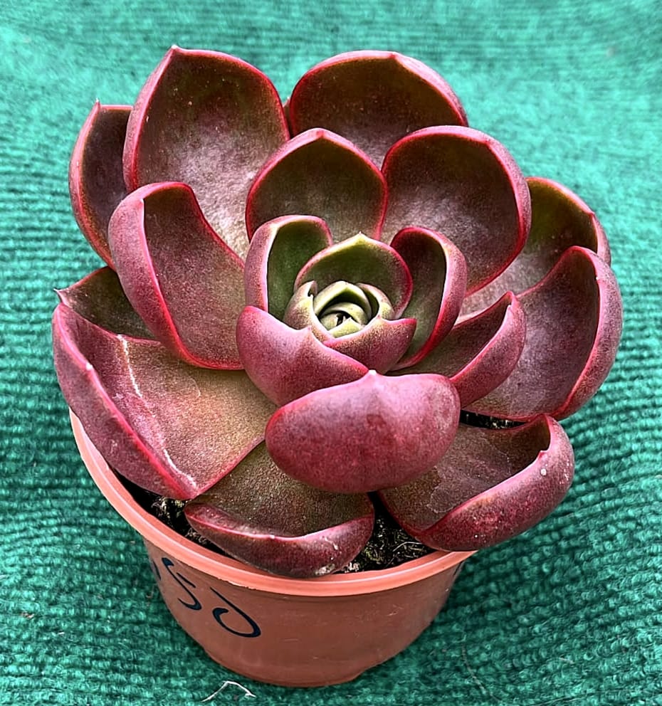 WhatsApp Image 2026-07-17 at 16.23.30 (1) Echveria Hong Deang - vaso 10,5 cm (Planta Coleção) - Image 1