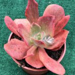 Echeveria gibbiflora 'Purple Delight - vaso 10,5 cm