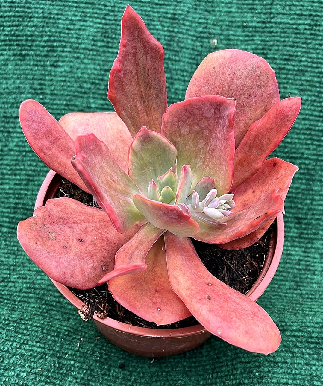 WhatsApp Image 2026-07-17 at 16.37.08 Echeveria gibbiflora 'Purple Delight - vaso 10,5 cm - Image 1