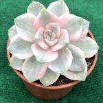 Echeveria gibbiflora 'Purple Delight Variegata' - vaso 10,5 cm2