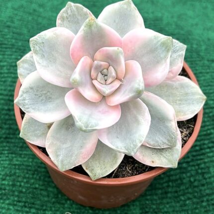Echeveria gibbiflora 'Purple Delight Variegata' - vaso 10,5 cm2