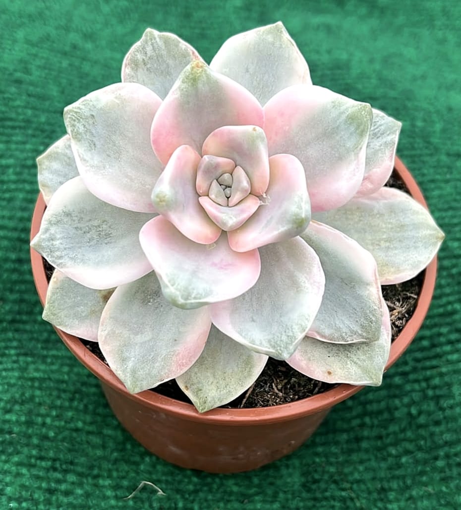 WhatsApp Image 2026-07-17 at 17.06.47 Echeveria gibbiflora 'Purple Delight Variegata' - vaso 10,5 cm2 - Image 1