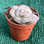 Crassula - vaso 5,5 cm