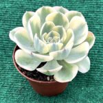 Echeveria 'Carousel' - vaso 10,5 cm