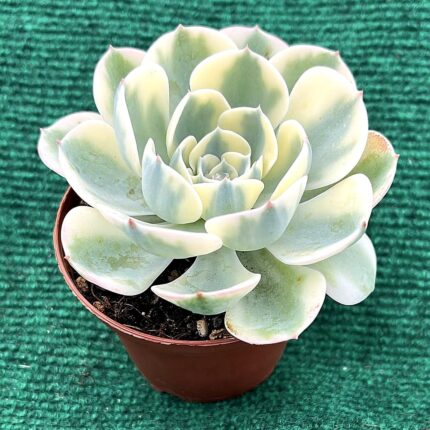 Echeveria 'Carousel' - vaso 10,5 cm