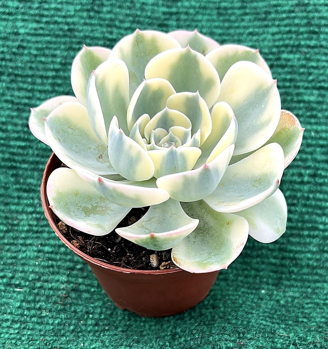 WhatsApp Image 2026-07-17 at 17.46.19 Echeveria 'Carousel' - vaso 10,5 cm - Image 1