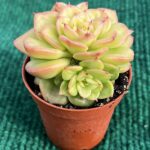 Echeveria 'Rolly' vaso 5,5 cm