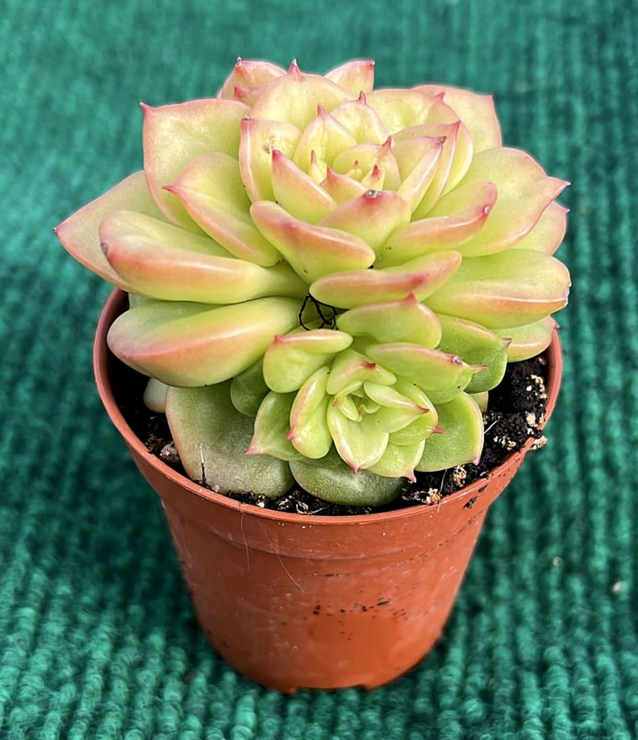 WhatsApp Image 2026-07-17 at 17.59.43 Echeveria 'Rolly' vaso 5,5 cm - Image 1