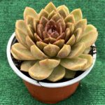 Echeveria 'Chocolate Mousse' - vaso 13 cm
