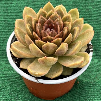 Echeveria 'Chocolate Mousse' - vaso 13 cm