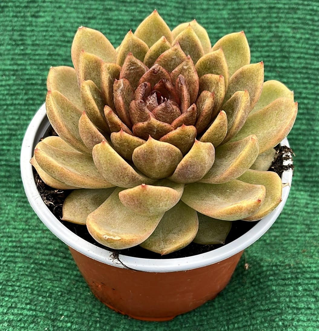 WhatsApp Image 2026-07-17 at 18.40.41 Echeveria 'Chocolate Mousse' - vaso 13 cm - Image 1