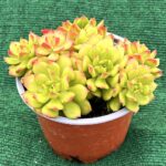 Echeveria 'Red Lantern' - vaso 13 cm