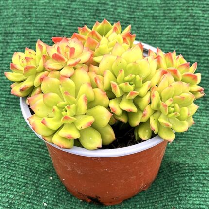 Echeveria 'Red Lantern' - vaso 13 cm