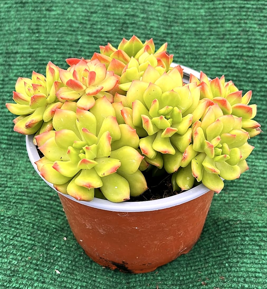 WhatsApp Image 2026-07-17 at 19.07.54 Echeveria 'Red Lantern' - vaso 13 cm - Image 1