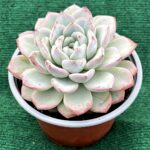 Echeveria - vaso 13 cm