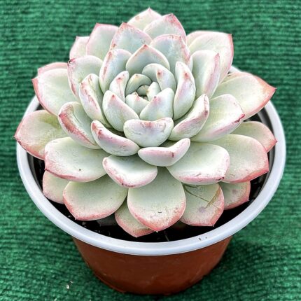 Echeveria - vaso 13 cm