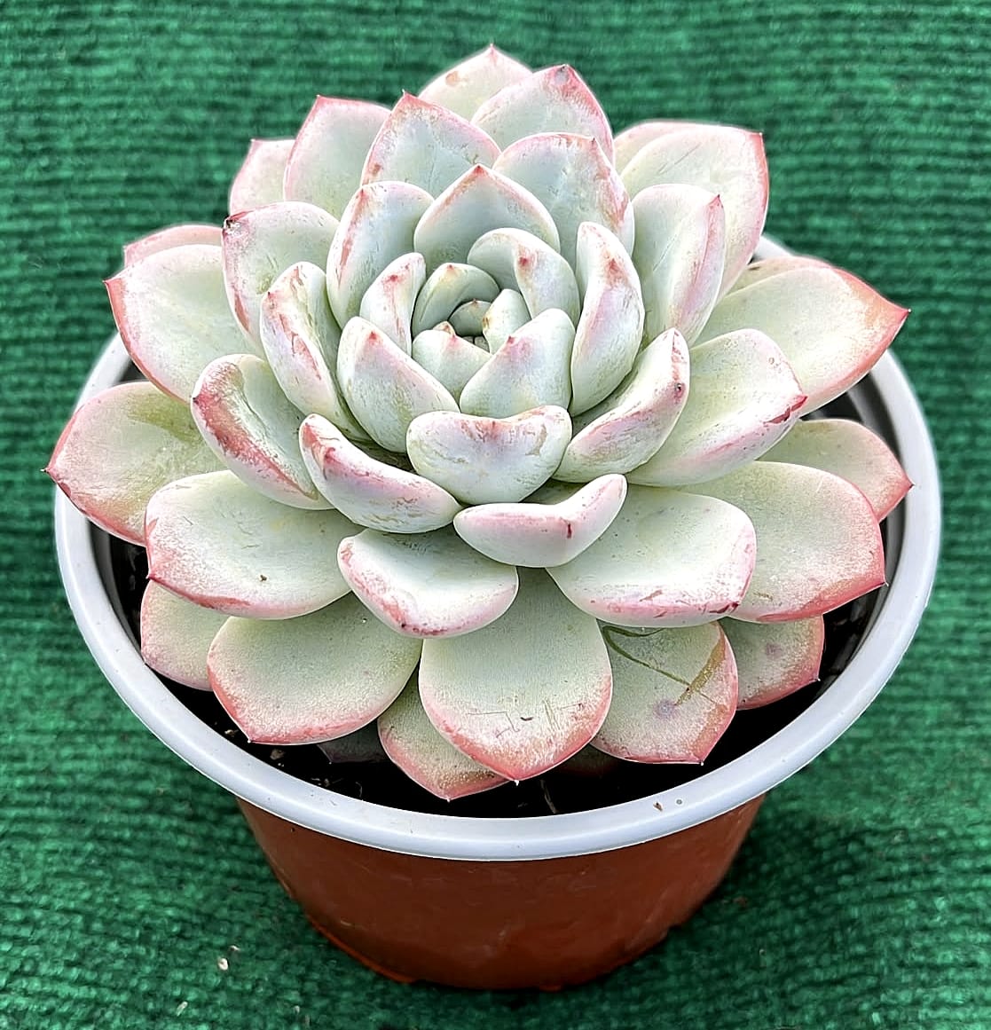 WhatsApp Image 2026-07-17 at 19.22.01 Echeveria - vaso 13 cm - Image 1