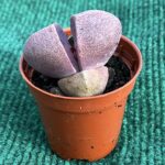 Lithops spp. - Vaso 5.5 cm