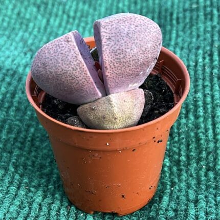 Lithops spp. - Vaso 5.5 cm