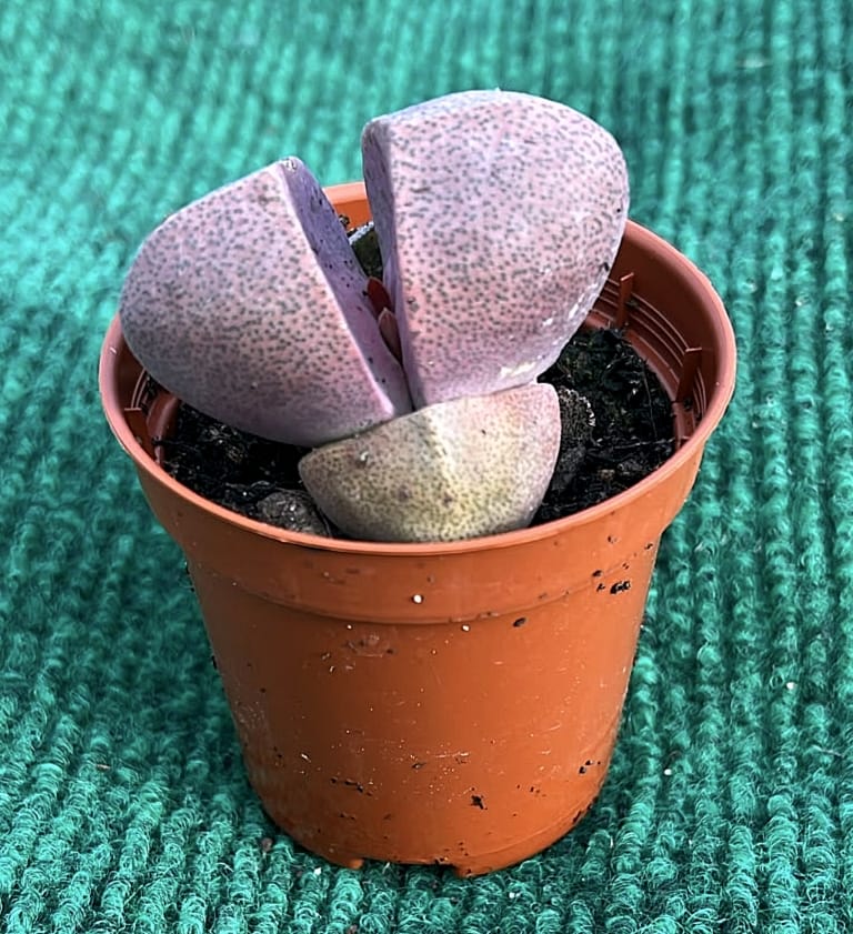 WhatsApp Image 2026-07-22 at 08.52.14 lithops Lithops spp. - Vaso 5.5 cm - Image 1