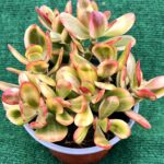 Crassula ovata 'Tricolor' (Jade Tricolor) vaso 13 cm